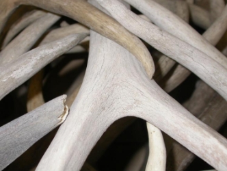 Weathered Antler (lb) 